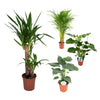4 Zimmerpflanzen Set - Areca-Palme, Alocasia Cucullata, Riesen-Palmlilie, Fensterblatt - 60 - 110 cm