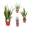 4 Zimmerpflanzen Set - Bogenhanf & Aloe Vera - 60 - 80 cm