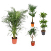 4 XL Pflanzen - Dracaena Draco, Dypsis Lutescens, Dracaena Golden Coast, Trachycarpus Fortuneii - 150 - 160 cm
