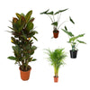 4 Zimmerpflanzen Set - Areca-Palme, Zebra Pflanze, Riesen Taro, Wunderstrauch - 75 - 110 cm