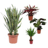 4 Zimmerpflanzen Set - Bogenhanf, Korbmarante, Stromanthe, Palmlilie - 70 - 100 cm