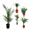 5 Zimmerpflanzen Set - Elefantenfuß, Yucca Palme, Kentia-Palme, Kanarische Dattelpalme, Glücksfeder - 60 - 100 cm