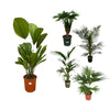 5 XL Pflanzen - Alocasia Cucullata, Kentia-Palme, Livistona Chinensis, Licuala Grandis, Phoenix Canariensis - 120 - 170 cm