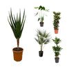 5 XL Pflanzen - Aloe Vera Baum, Alocasia Zebrina, Zwergpalme, Dracaena Cintho - 140 - 160 cm