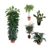 5 XL Pflanzen - Ficus Amstel King, Ficus Benjamina, Ficus Cyathistipula, Opuntia Ficus Indica, Spathiphyllum Sensation - 140 - 150 cm