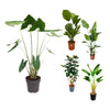 5 XL Pflanzen - Alocasia Zebrina, Licuala Grandis, Strelitzia Augusta, Strelitzia Nicolai, Polyscias Fabian - 130 - 160 cm
