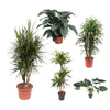5 XL Pflanzen - Dracaena Riki, Dracaena Marginata, Alocasia Wentii, Spathiphyllum Sensation - 120 - 170 cm