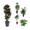 5 XL Pflanzen - Codiaeum MRC Iceton, Dracaena Anita & Draco, Dypsis Lutescens, Homalomena Rubescens Maggy - 140 - 160 cm