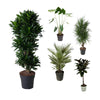 5 XL Pflanzen - Dracaena Compacta, Alocasia Zebrina, Zwergpalme, Dracaena Marginata, Ficus Elastica Robusta - 130 - 150 cm