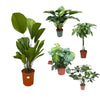 5 XL Pflanzen - Philodendron, Glückskastanie, Fensterblatt, Riesenfächerpalme - 120 - 140 cm