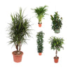 5 XL Pflanzen - Drachenbaum, Areca-Palme, Ficus Alii King, Ficus Amstel King, Ficus Robusta Baum - 120 - 160 cm
