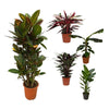 5 Zimmerpflanzen Set - Wunderstrauch, Bananenpflanze, Baumstrelitzie, Korbmarante, Stromanthe - 80 - 100 cm