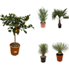 5 Outdoor Pflanzen Set - Zitronenbaum, Blaue Palmlilie, Palmlilie, Bogenhanf, Hanfpalme - 70 - 100 cm