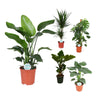 5 Zimmerpflanze Set - Pfauenpflanze, Baumstrelitzie, Fensterblatt, Drachenbaum - 70 - 105 cm