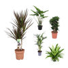 5 Zimmerpflanzen Set - Drachenbaum, Kentia-Palme, Nestfarn, Alocasia Portodora  - 60 - 140 cm