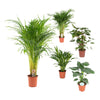 5 Zimmerpflanzen Set - Areca-Palme, Pfeilblatt, Goldfruchtpalme, Kolbenfaden - 60 - 110 cm