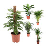 5 Zimmerpflanzen Set - Goldfruchtpalme, Gummibaum, Affen-Monstera, Baumstrelitzie - 60 - 110 cm