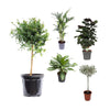 5 Zimmerpflanzen Set - Kolbenfaden, Olivenbaum, Australische Pflanze, Strauch-Aralie, Kentia-Palme - 60 - 90 cm