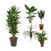5 zimmerpflanzen Set - Drachenbaum, Paradiesvogelblume, Einblatt, Keulenlilie, Oleander mit rosa Blüte - 65 - 110 cm