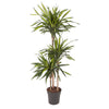 Dracaena Riki bringt mit ihren filigranen Blättern tropisches Ambiente in dein Zuhause – eine imposante XL Pflanze für Urban Jungle-Liebhaber.