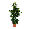 Afrikanische Feige (Ficus Cyathistipula) – 105 cm hohe exotische Pflanze mit glänzenden Blättern, ideal für Wohnräume.
