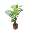 Alocasia Macrorrhiza 200 cm XXL – Imposante Tropenpflanze mit riesigen Blättern. Perfekt für helle Wohnräume oder Wintergärten.