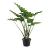 Alocasia Portodora, das Portora-Elefantenohr, wächst mit ihren großen, geriffelten Blättern majestätisch – eine exotische XL Pflanze für Urban Jungle-Liebhaber.