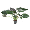 Alocasia Wentii, das Hardy-Elefantenohr, beeindruckt mit robusten, dunklen Blättern und einem buschigen Wuchs – eine stilvolle XL Pflanze für tropische Räume.