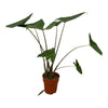 Zebrapflanze (Alocasia Zebrina) – 100 cm hohe Zimmerpflanze mit auffälligen, gestreiften Stielen.
