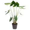 Alocasia Zebrina, die Zebra-Alocasie, fasziniert mit ihren gestreiften Stielen und großen, pfeilförmigen Blättern – eine tropische XL Zimmerpflanze.