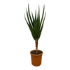 Aloe Barberae, die Baum-Aloe, besticht mit ihrem eleganten Wuchs und dicken, verzweigten Blättern – eine imposante XL Pflanze für besondere Akzente.