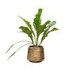 Flamingoblume (Anthurium Botanical King) – 100 cm hohe Pflanze mit exotischen, farbenprächtigen Blüten.