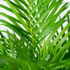 Areca-Palme (Dypsis Lutescens) – 110 cm hohe exotische Palme mit feinen, elegant geschwungenen Wedeln.