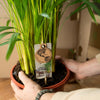 Areca-Palme (Dypsis Lutescens) – 110 cm hohe luftreinigende Pflanze, sorgt für ein gesundes Raumklima und tropisches Ambiente.