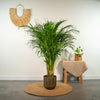 Areca-Palme (Dypsis Lutescens) – 110 cm hohe Palme für Zuhause, pflegeleicht und luftreinigend, bringt frisches Grün in den Wohnraum.