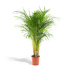 Areca-Palme (Dypsis Lutescens) – 110 cm hohe Zimmerpflanze im Topf, ideale Pflanze für Zuhause, pflegeleicht und dekorativ.