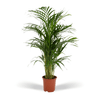 Areca-Palme (Dypsis Lutescens) – 85 cm hohe luftreinigende Zimmerpflanze, perfekt für Zuhause, Büro und Innenräume.