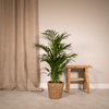 Areca-Palme (Dypsis Lutescens) – 85 cm hohe exotische Pflanze, die sich ideal für lichtdurchflutete Räume eignet.