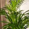 Areca-Palme (Dypsis Lutescens) – 85 cm hohe pflegeleichte Palme, perfekt als natürlicher Luftfilter.