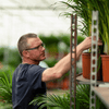 Areca-Palme (Dypsis Lutescens) – 85 cm hohe Palme mit filigranen Wedeln, ideal für Wohnzimmer und Büro.