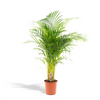 Areca-Palme, auch Goldfruchtpalme genannt, begeistert mit schlanken, geschwungenen Wedeln – eine exotische XL Pflanze für eine luftige Raumgestaltung.