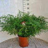 Zierspargel (Asparagus Densiflorus Cwebe) – 65 cm hohe dekorative Pflanze mit feinen, gefiederten Blättern.
