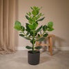 Balsamapfel (Clusia Rosea Princess) – 60 cm hohe dekorative Pflanze mit glänzenden, ovalen Blättern, ideal für Innenräume.