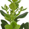 Balsamapfel (Clusia Rosea Princess) – 60 cm hohe pflegeleichte Zimmerpflanze mit robustem Wuchs und dichtem Laub.