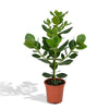 Balsamapfel (Clusia Rosea Princess) – 60 cm hohe Zimmerpflanze mit glänzenden Blättern, pflegeleicht und dekorativ.