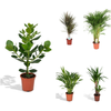 5 Zimmerpflanzen Set - Yucca Palme, Areca-Palme, Goldfruchtpalme, Balsamapfel, Drachenbaum - 60 - 85 cm