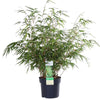 Bambus (Fargesia Rufa) – 80 cm hohe winterharte Pflanze für Garten und Terrasse, pflegeleicht und robust.