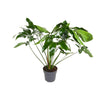 Baum-Philodendron (Philodendron Green Wonder) – 100 cm hohe Zimmerpflanze mit großen, tiefgrünen Blättern.