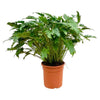 Baum-Philodendron (Philodendron Xanadu) – 80 cm hohe Zimmerpflanze mit ausladendem, tropischem Wuchs.