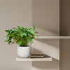 Baum-Philodendron (Philodendron Xanadu) – 80 cm hohe Zimmerpflanze mit ausladenden, tiefgrünen Blättern für tropisches Flair.